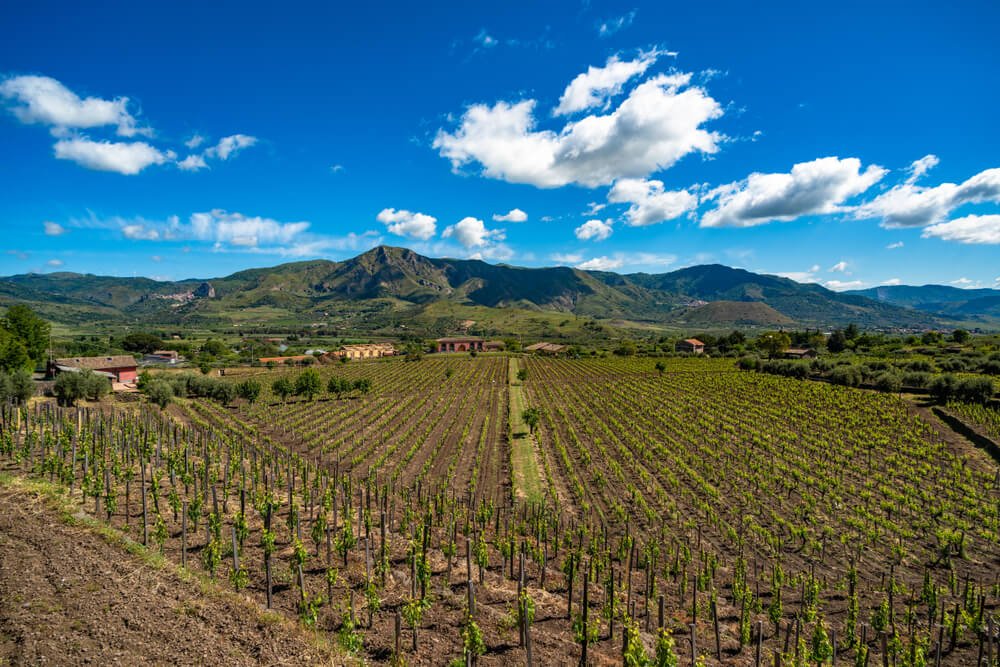 vineyards in the mt etna area with clouds above the landscape on a beautiful day in sicily