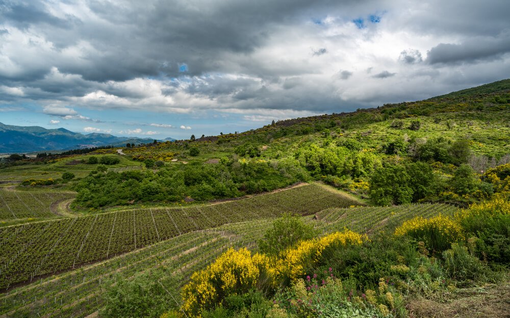 view of the wineries in the etna area with yellow and pink flowers on an overcast day