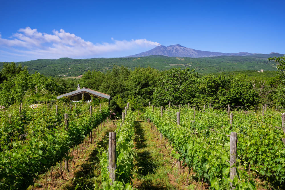 mt etna in the background with a slight amount of smoke coming from the top of the volcano, rows of grape vines, and a house in the vineyard fields