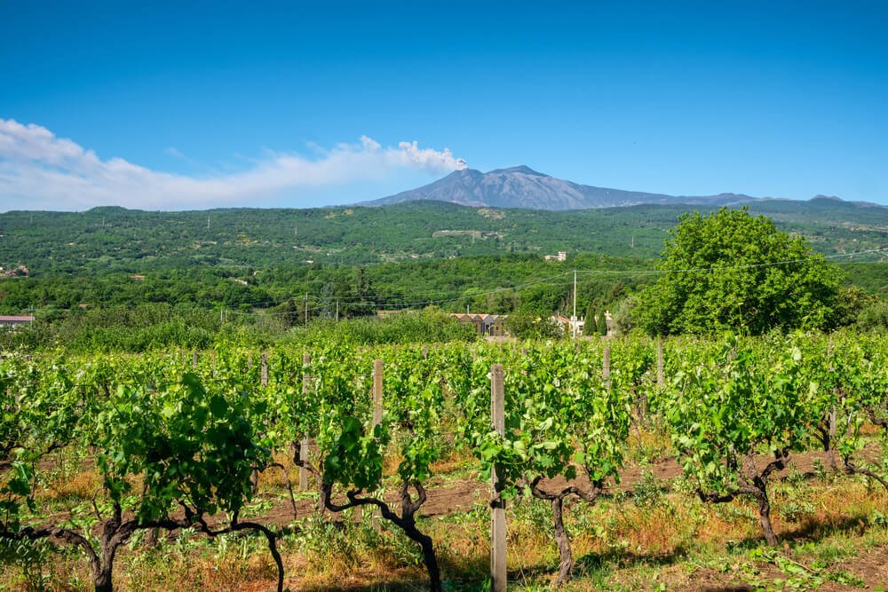 mt etna in the distance smoking with wineries and green lush landscape in the front of the photo
