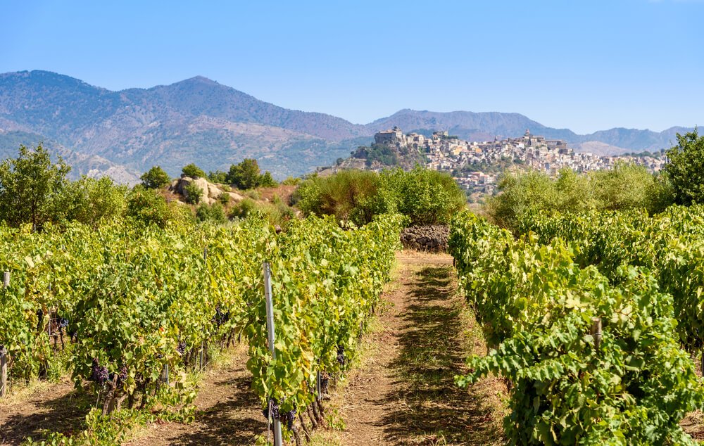 vineyards in the area of mount etna with rows of grape vines with a town in the background and mountains further back in the distance