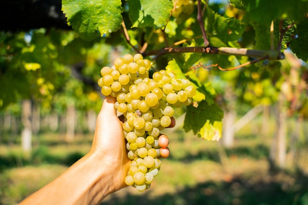 Ripe grapevines on branch, Friuli Venezia Giulia region, harvest season
