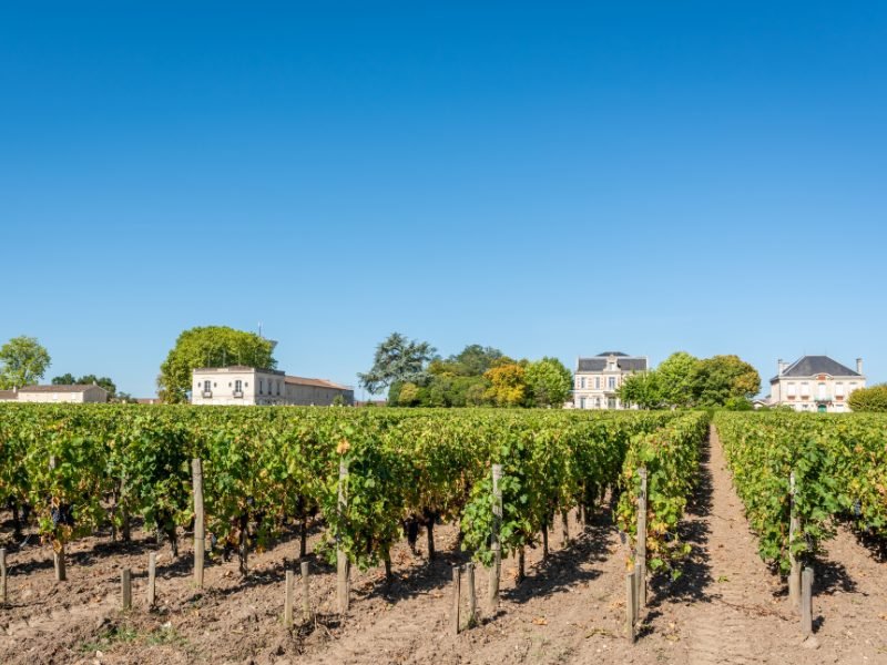 vineyards in front of the chateau-houses of margaux