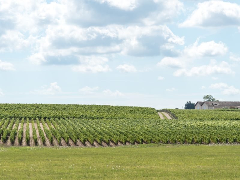 the vineyards of medoc with lots of rows of vines and a partly cloudy sky and a house and a dirt road in the distance