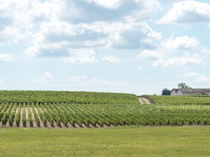 view of wineries in the distance