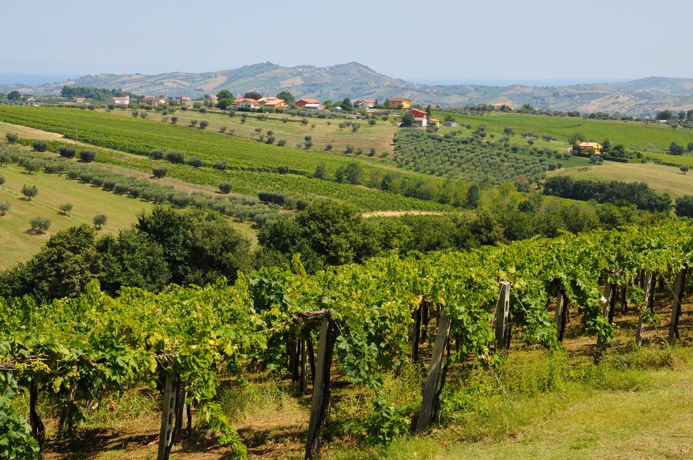 the beautiful hills around teramo which produces the Montepulciano D'Abruzzo
