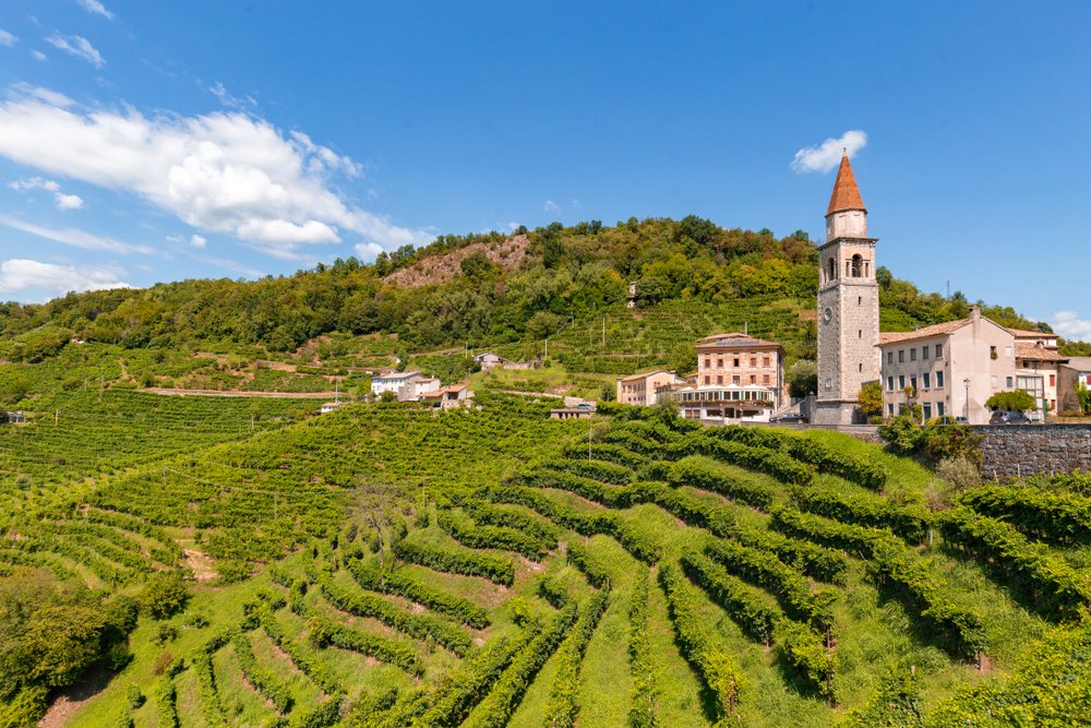 rows of vineyards in the prosecco wine region