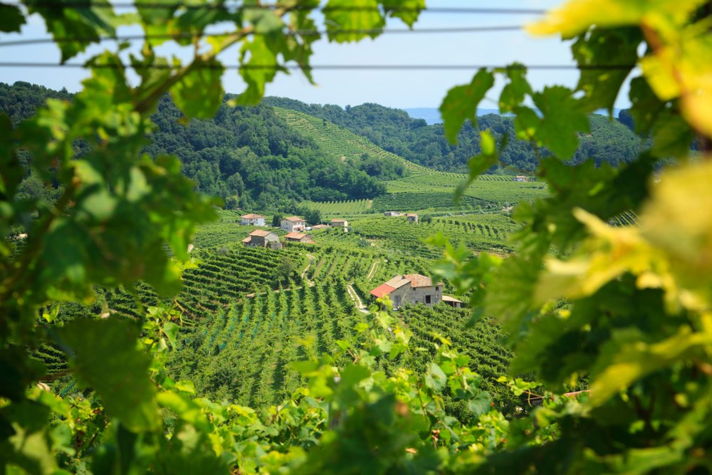 Conegliano Valdobbiadene Region, Italy, - Region in northern Italy famous for its wineries producing original Prosecco 
