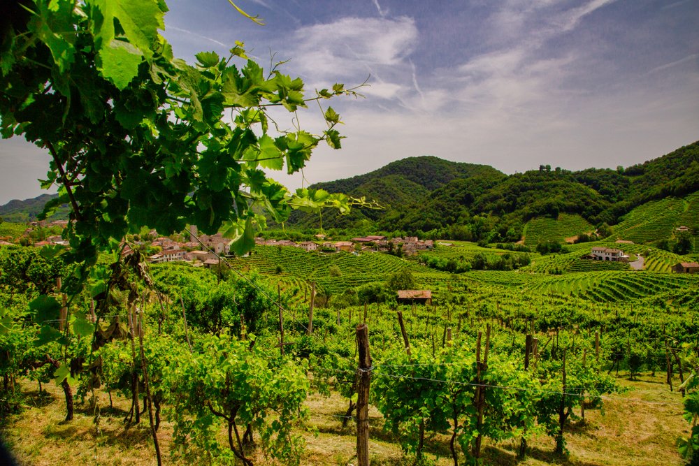 Picturesque hills with vineyards of the Prosecco sparkling wine, region in Valdobbiadene which is part of Veneto, a wine region near Venice