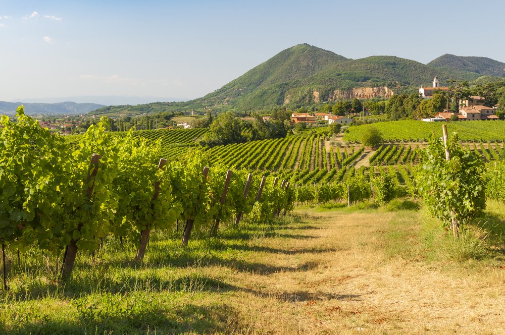 Prosecco Vineyards at summer on the Euganean Hills, with rolling hills, town in the background, and larger mountains behind everything