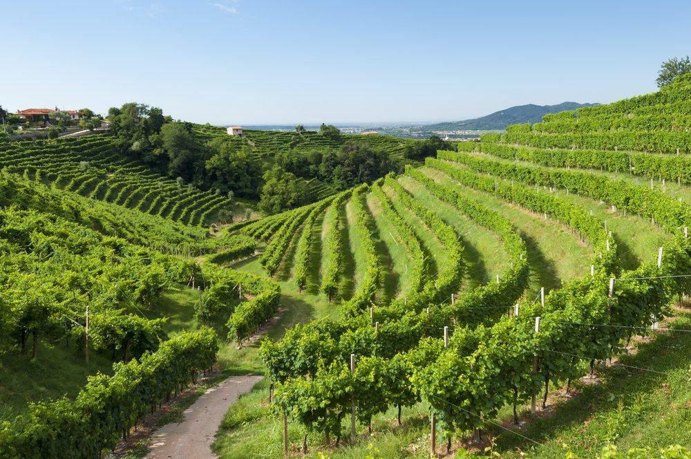 Prosecco vineyards at morning during summer in Valdobbiadene region of Veneto, perfect for a Prosecco wine tour from Venice