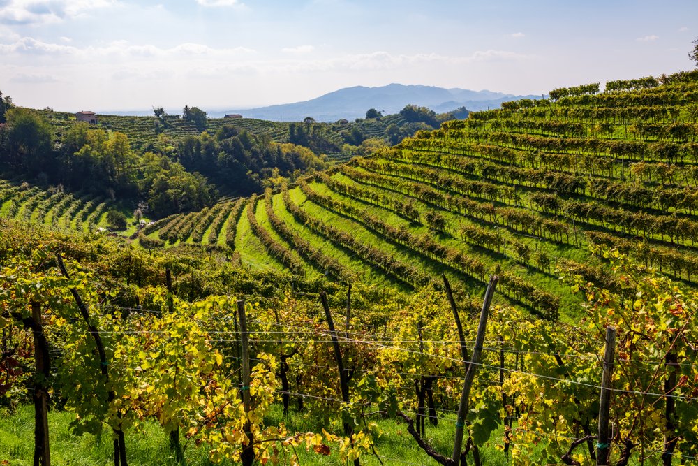 vineyards in the veneto hills around venice, great for prosecco grapes