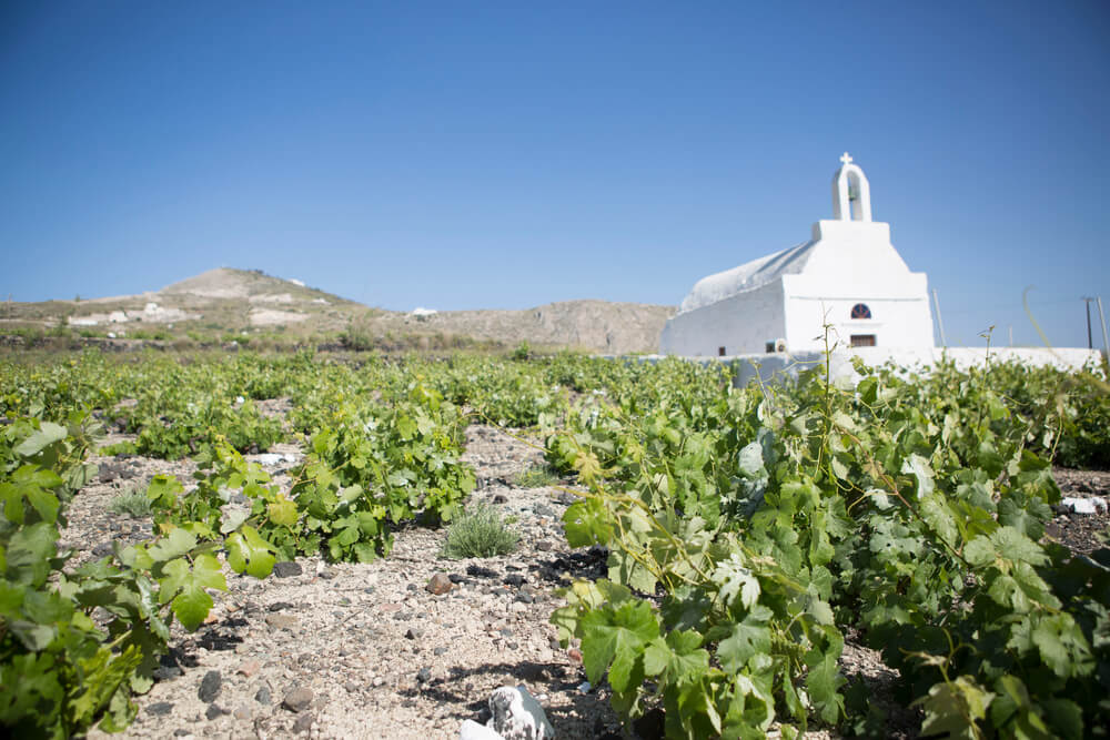 A vineyard in Santorini with low-lying grapes and a white church in the background and some more volcanic hilly landscape behind the grape fields on a sunny day