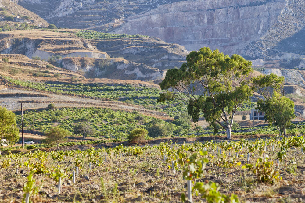 A vineyard at Exo Gonia of Santorini with terraced vineyards cut into the volcanic landscape of the island and trees, showing a mediterranean island climate