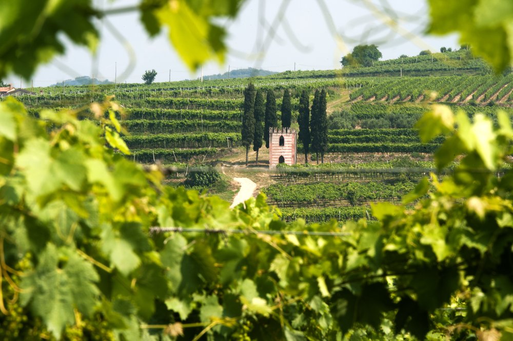 Lessinia (Verona, Veneto, italy), vineyards near Soave at summer with little church on the hill, where one of the best white wines in Veneto is made