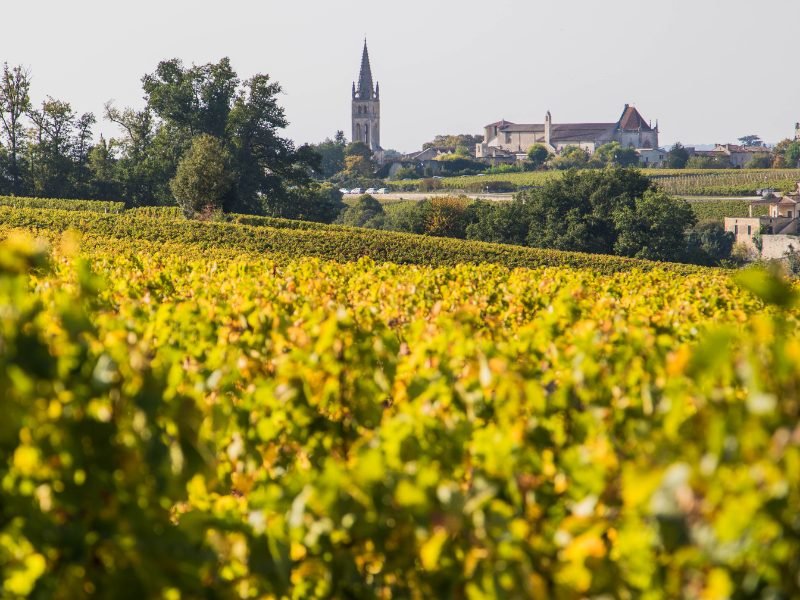 close-up of vineyards, blurry focus, with clear view of some of the buildings of st. emilion in the background