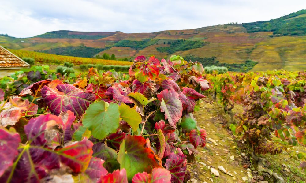 autumn grapevine in Douro River Valley with reddish and green leaves and hills in the background with fall colors changing shades