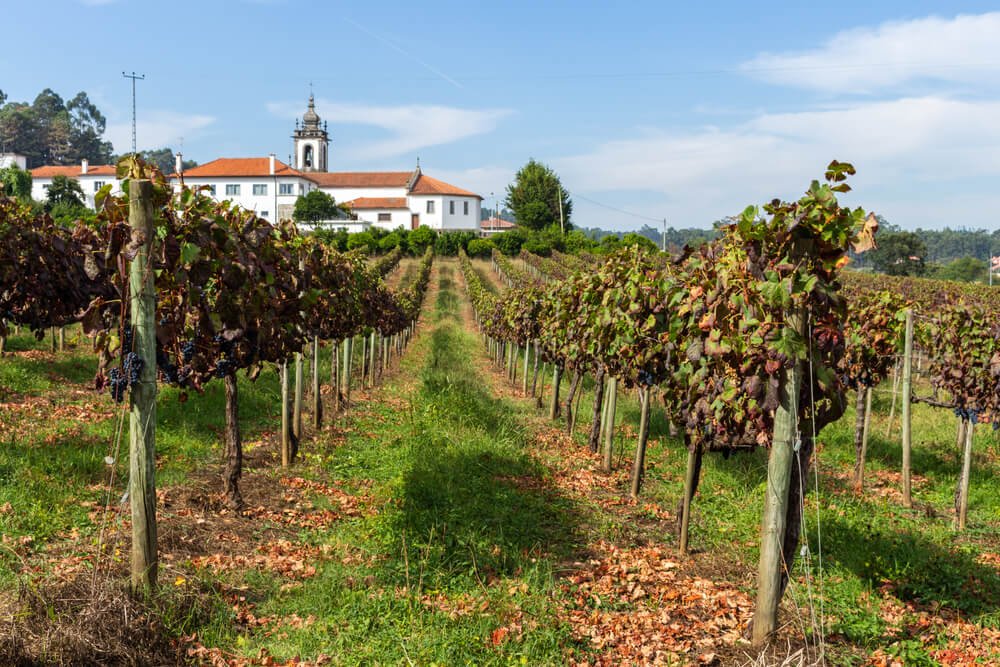 Vineyards prepared for the collection of grapes, agricultural field in Minho Region, the biggest wine producing region in Portugal