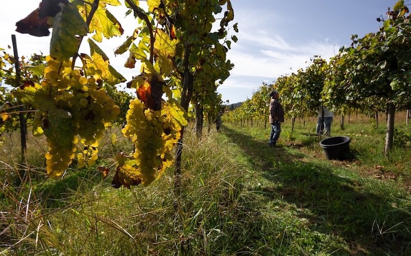 Picking the grapes in a vineyard farm of Green Wine, Minho, Portugal