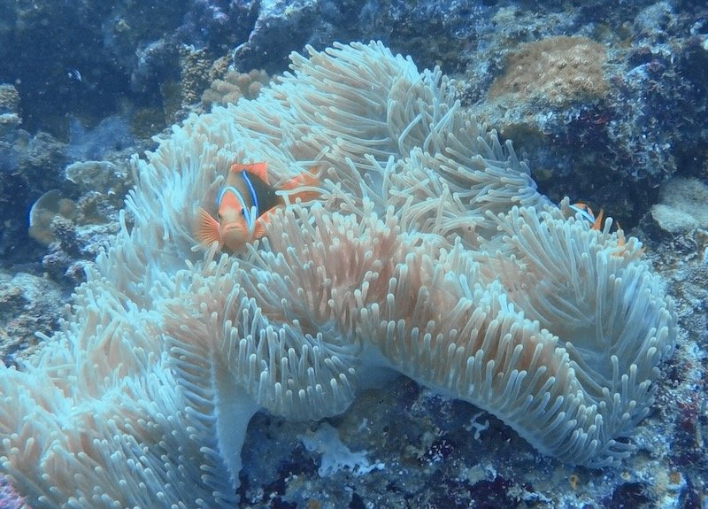 clownfish protecting anemone