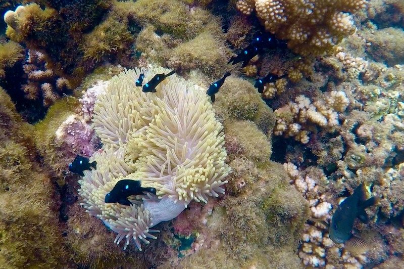 The domino damselfish protecting the anemone