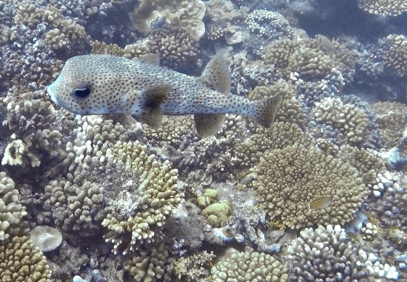 a porcupinefish photobombing while taking a video of a turtle
