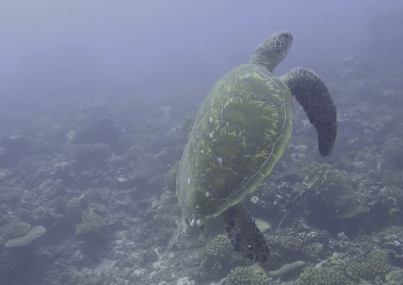 A hawksbill turtle rising towards the water surface