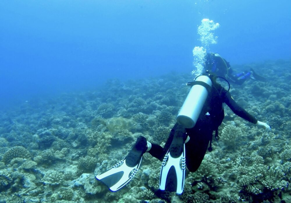 Allison Green scuba diving in Moorea and seeing a turtle on the coral reef