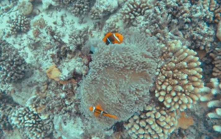 orange clownfish and coral and anemone while diving in moorea