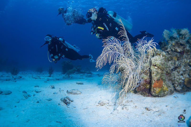 Allison Green and her partner diving together underwater maintaining neutral buoyancy