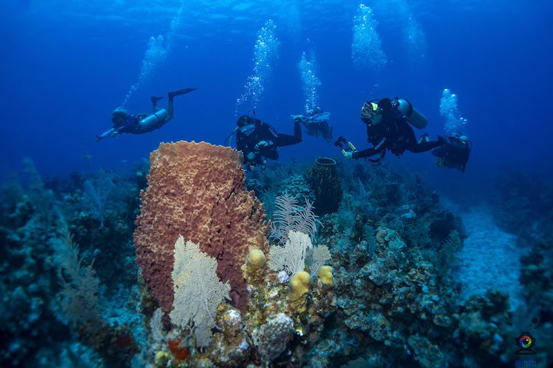 Divers in Roatan with giant barrel sponge and other sponge and coral formations