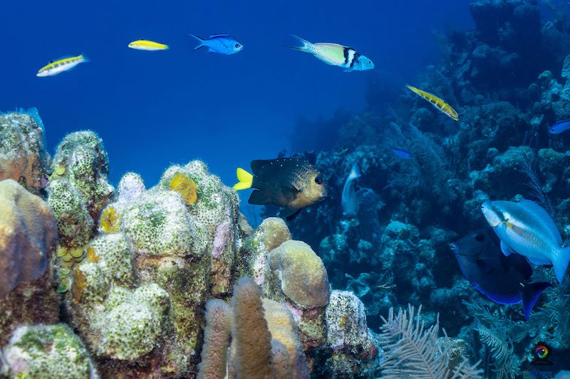 all sorts of fish forming a beautiful spiral shape underwater