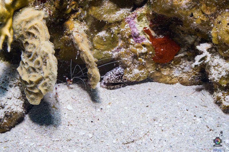 moray eel and cleaner shrimp hanging out together under the water