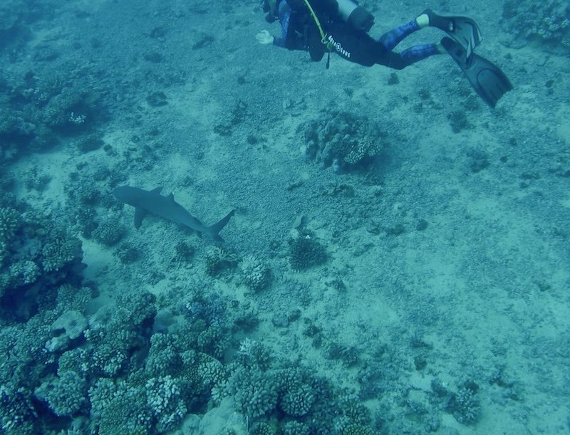 A white tip reef shark in Moorea with a dive instructor for scale in the background 