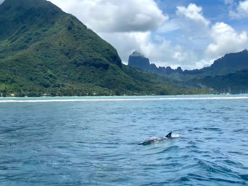 Dolphin in the water with Moorea island in the background