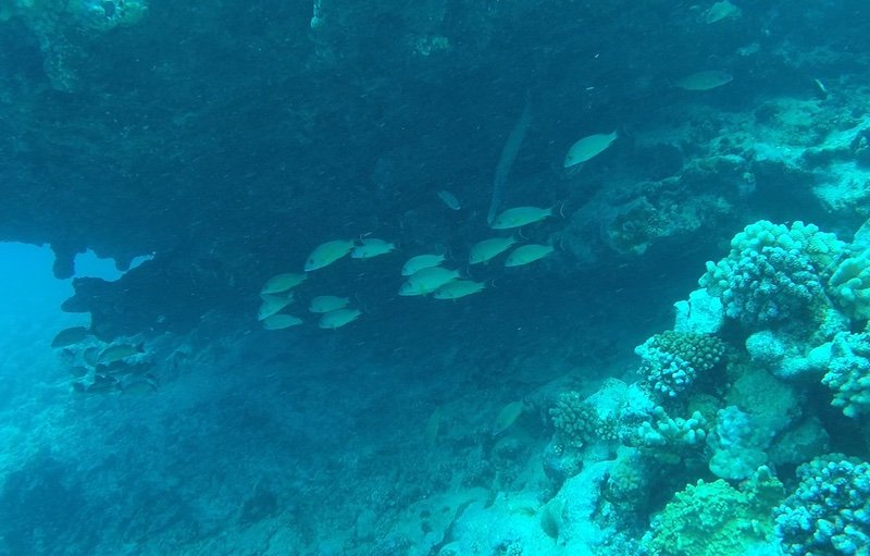 fish in moorea diving underneath a ledge with coral in frame