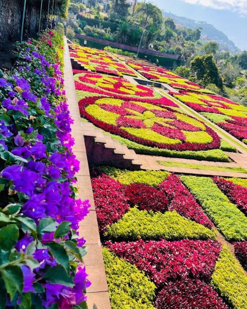 The purple flowers and green and pink and red vegetation of the Madeira botanical gardens