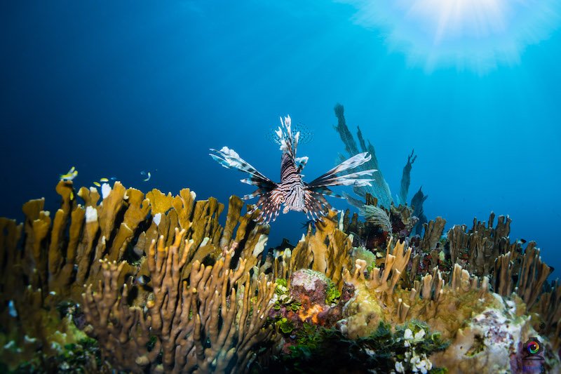 red lionfish on the reef an invasive species in the caribbean