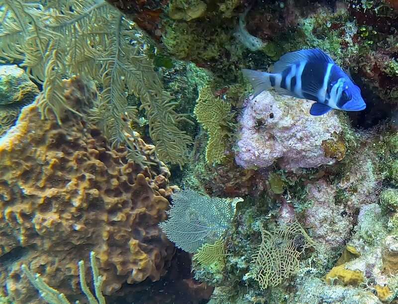 beautiful indigo hamlet a colorful blue fish and coral