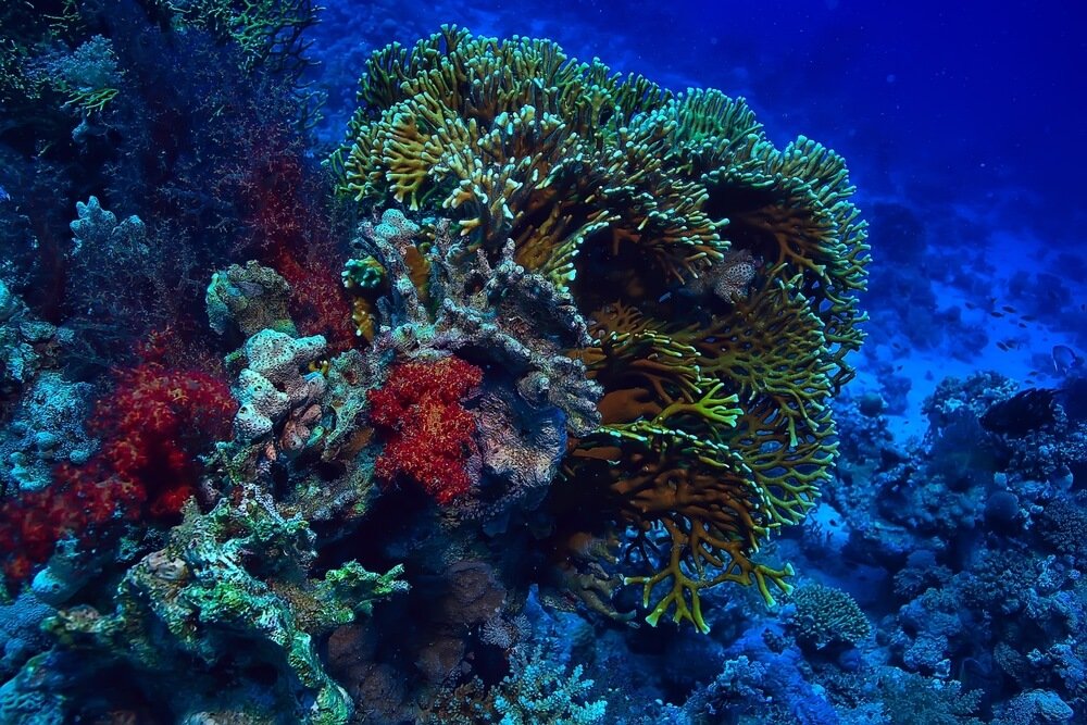 diving underwater with beautiful coral colors