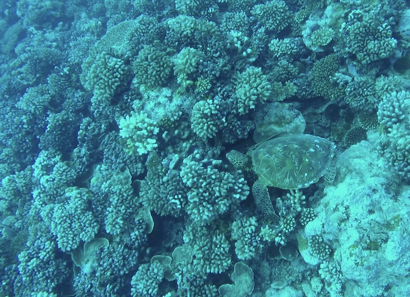 A sea turtle spotted while diving in Moorea with coral reef visible underneath