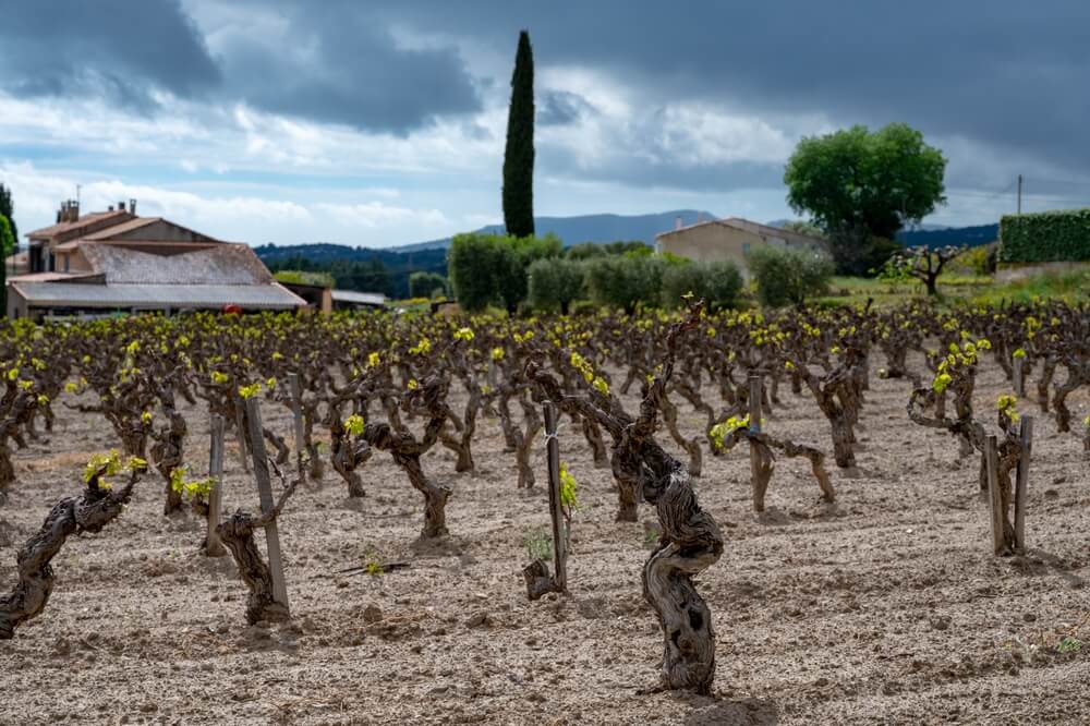 Old grape trunks on vineyards of Cotes de Provence in spring, Bandol wine region near Le Castellet village, wine making in South of France
