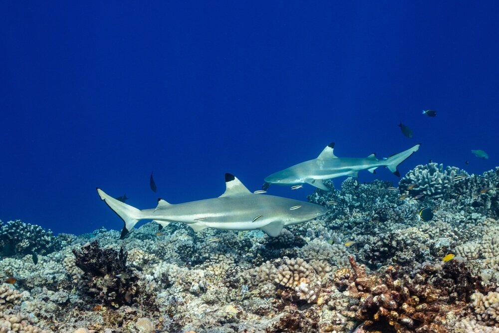 blacktip shark hunting on a polynesian coral reef
