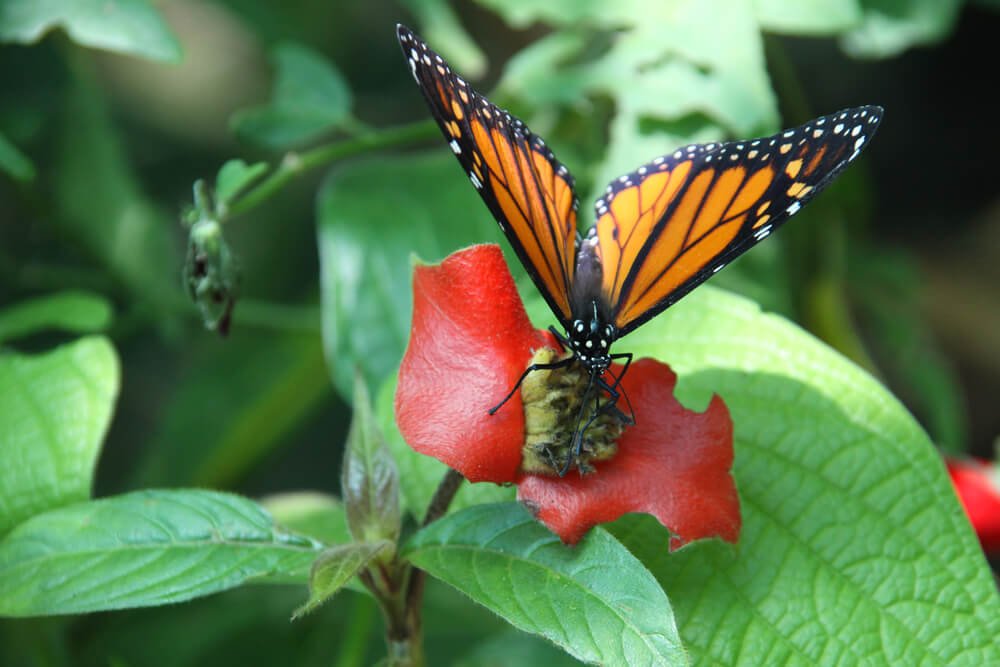 orange monarch butterfly on a red flower with green leaf