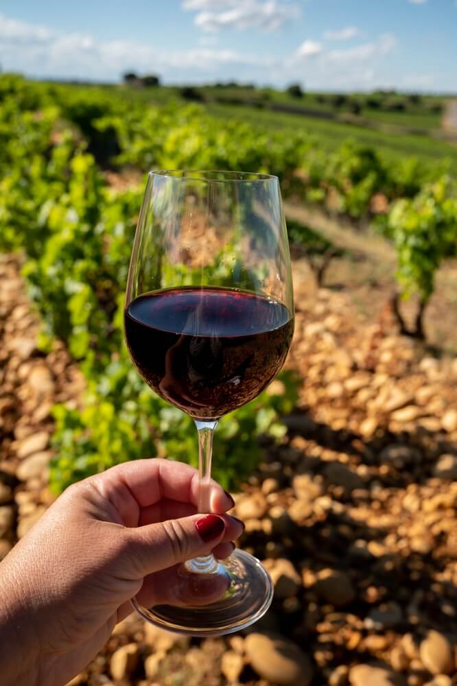 Glass of red dry wine and large pebbles galets and sandstone clay soils on green vineyards in Châteauneuf-du-Pape ancient wine making village in France
