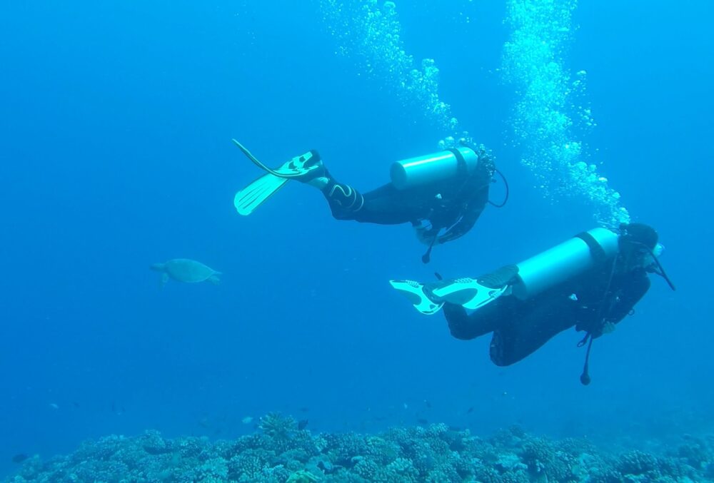 distant turtle swimming away from Allison and another diver while diving in French Polynesia