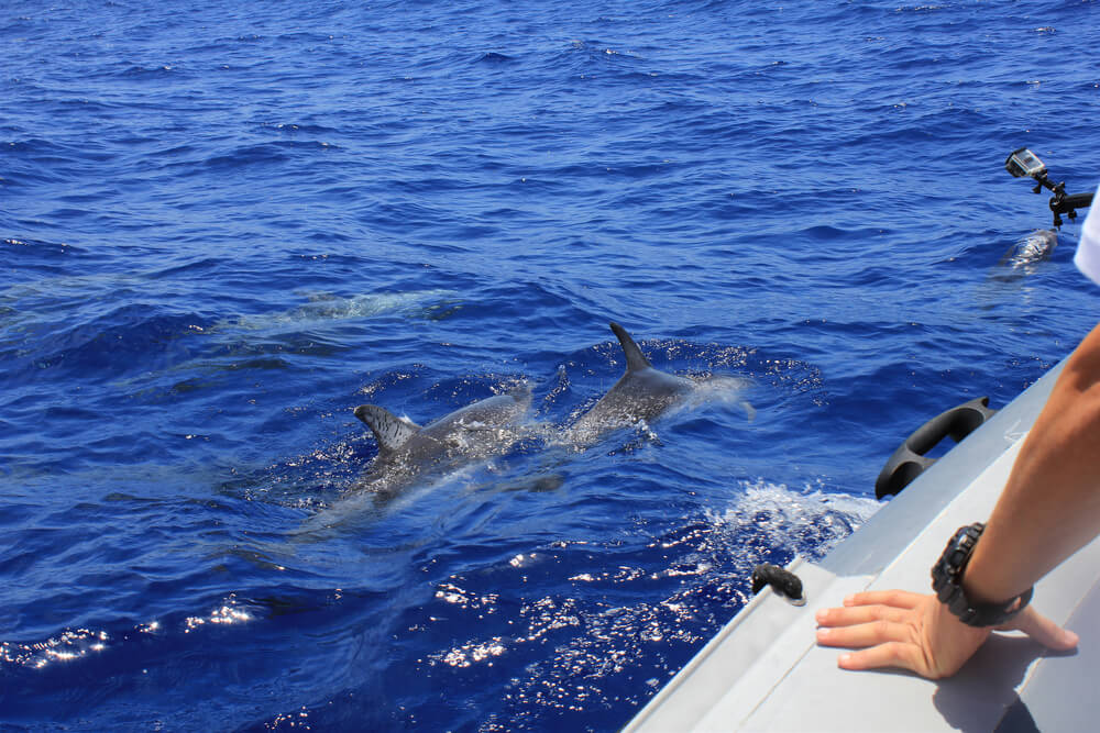 view of dolphins near a boat in madeira