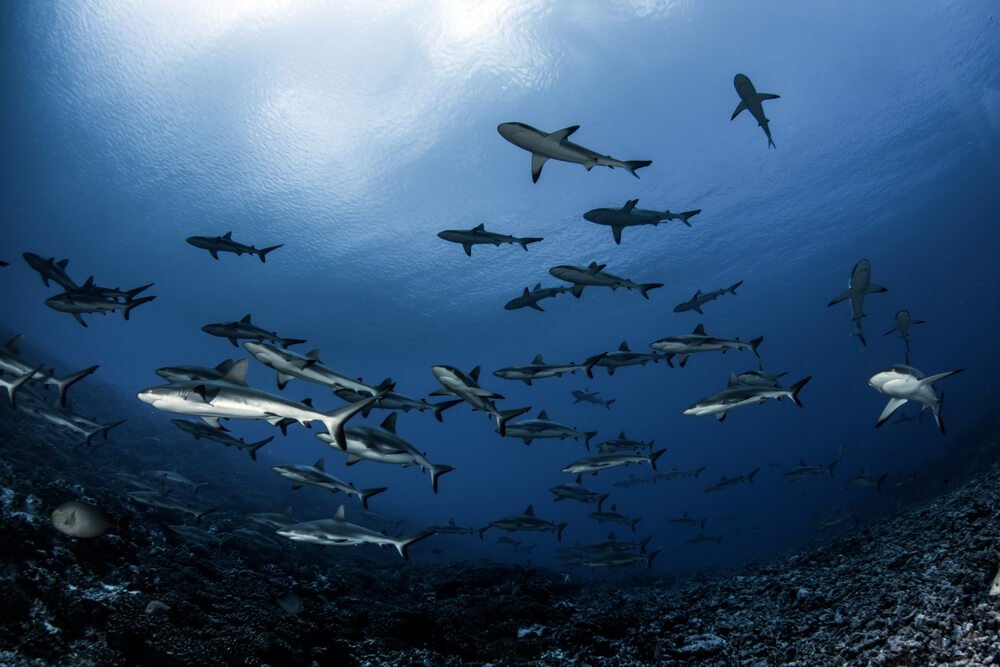 Grey Reef Sharks of Fakarava atoll in French Polynesia
