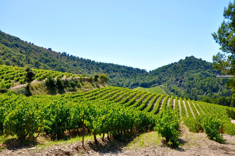 Some french wine vines near Gigondas in sunny summer weather
