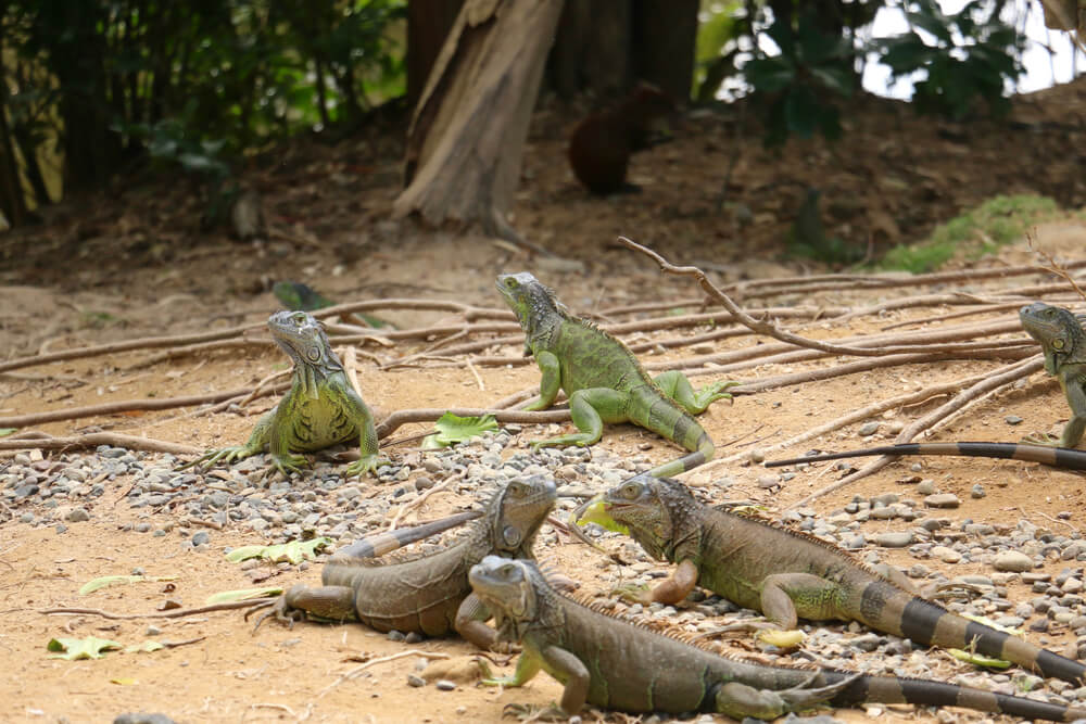 iguanas at gumbalimba park